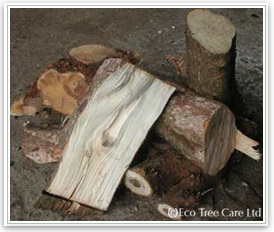Firewood - Rhododendron