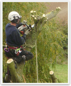 Jobs in Tree Surgery - Arb Careers