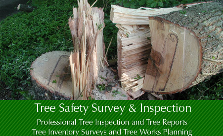 tree work safety checklist